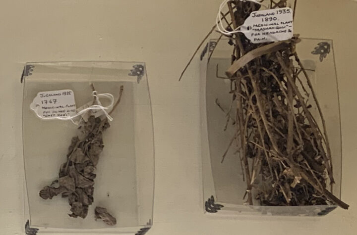 Two dried plant specimens